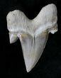 Otodus Shark Tooth Fossil - Eocene #22666-1
